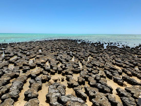 Hamelin Pool Marine Nature Reserve